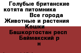 Голубые британские котята питомника Silvery Snow. - Все города Животные и растения » Кошки   . Башкортостан респ.,Баймакский р-н